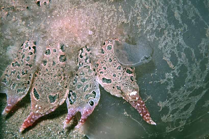 48 Peltodiris atromaculata.jpg